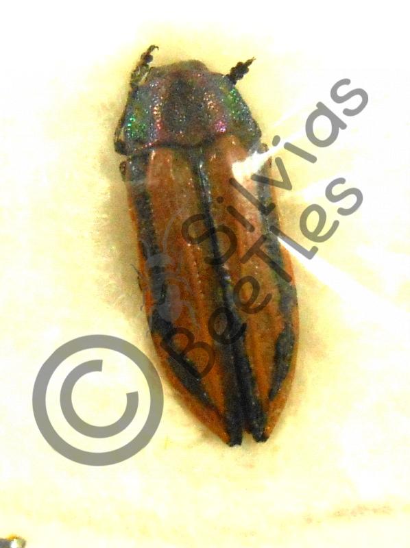 Conognatha souverbii