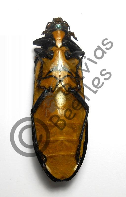 Megaloxantha bicolor assamensis