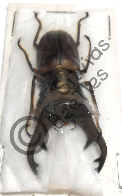 Cyclommatus Kaupi