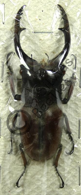 Prosopocoilus