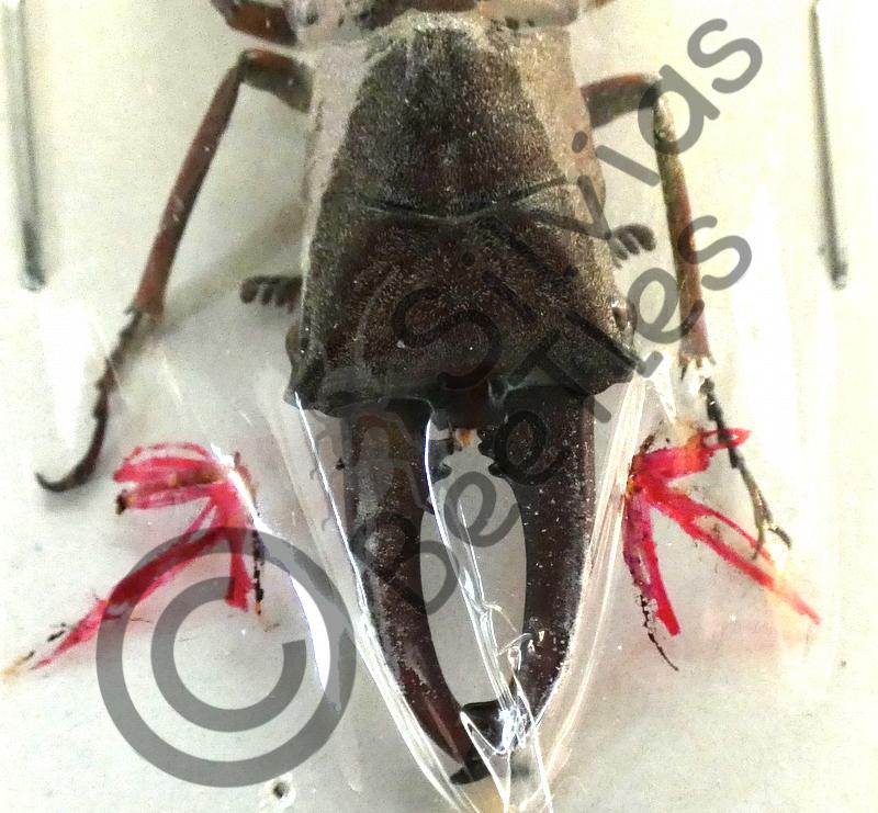 Cyclommatus canaliculatus