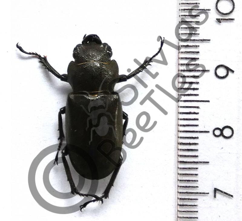 Cyclommatus metallifer