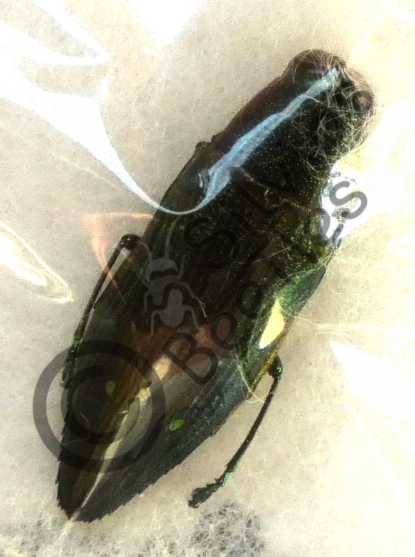 Cyphogastra javanica