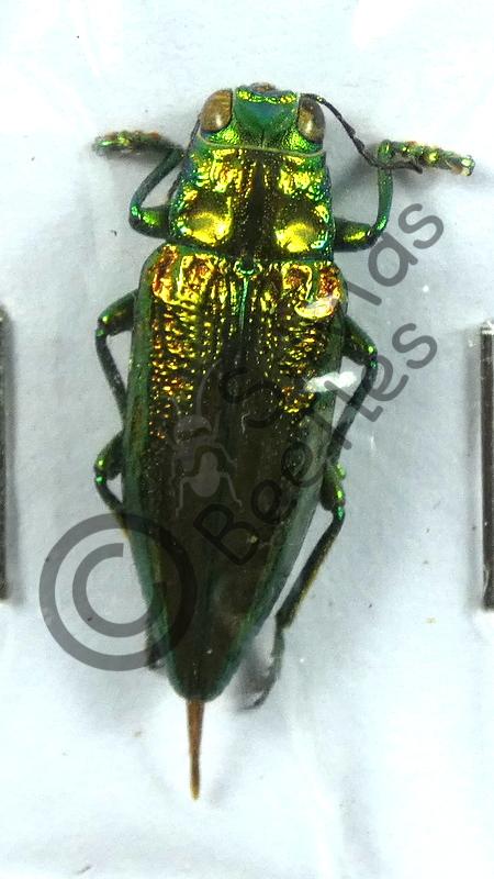 Buprestidae ssp.