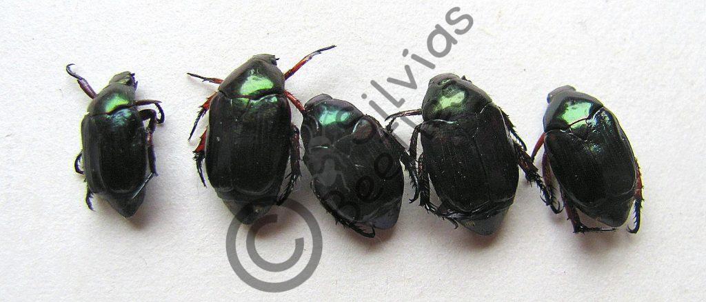 Rutelidae, Rutelidae ssp.