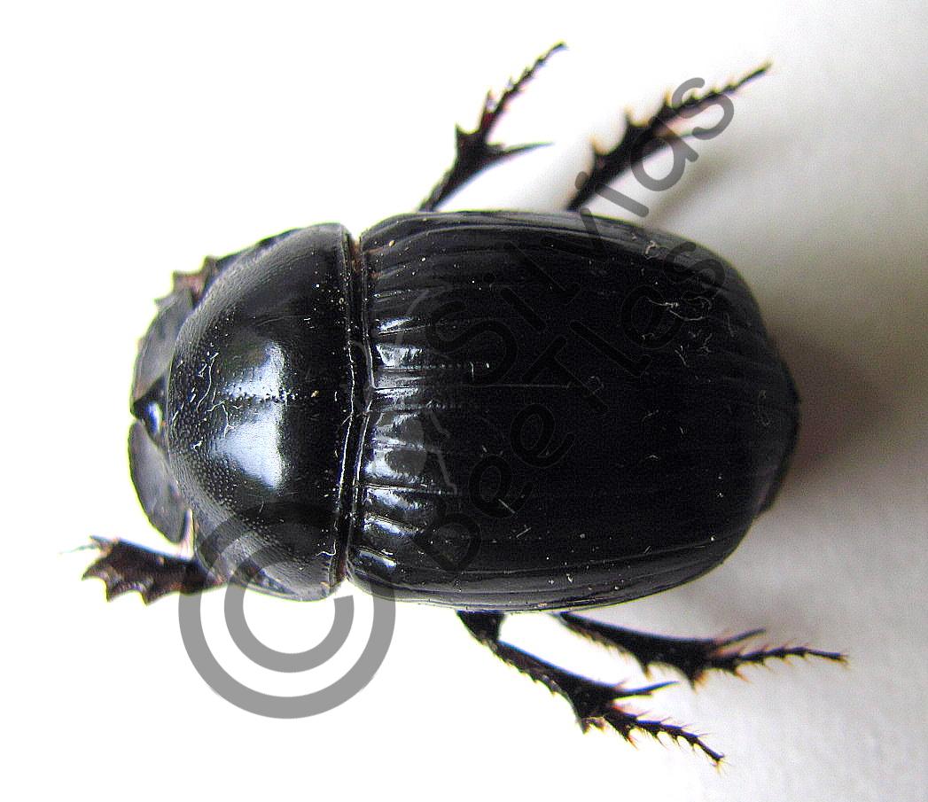 Trichogumphus vicinus