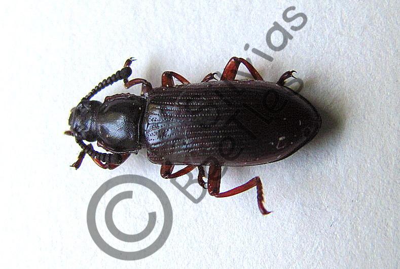 Tenebrionidae ssp.