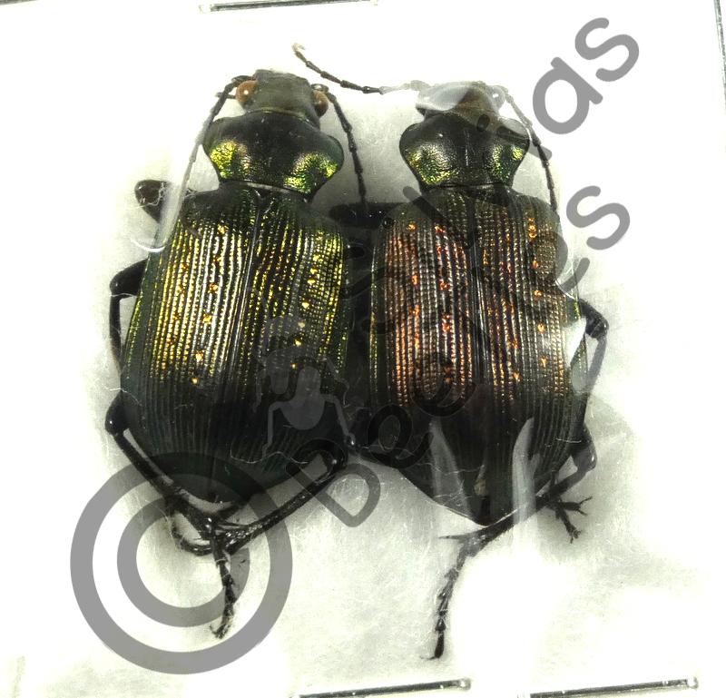 Calosoma sp.