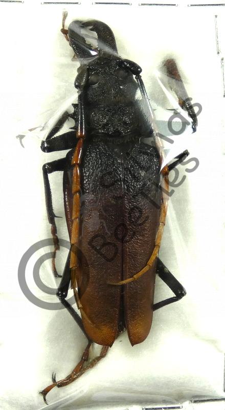 Psalidognathus antonkozlovi