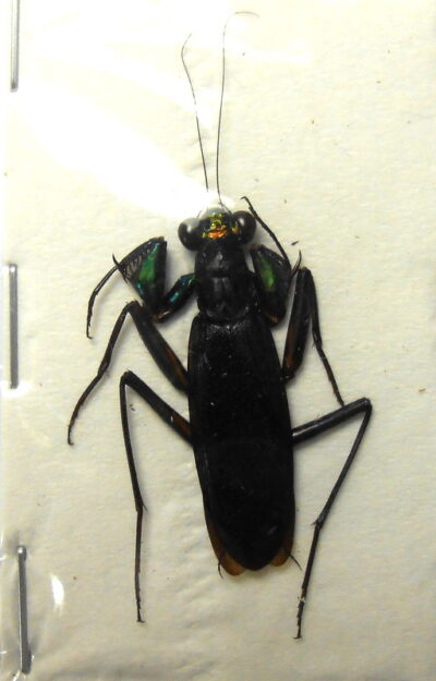 Metallyticus splendidus