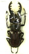 Lucanus maculifemoratus hopei
