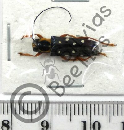 Glenea amboynica