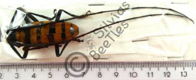 Nemophas Grayi, ♂