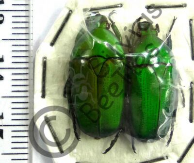 Chlorocala africana, ♂ ♀