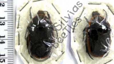 Pachnoda marginata, ♂ ♀