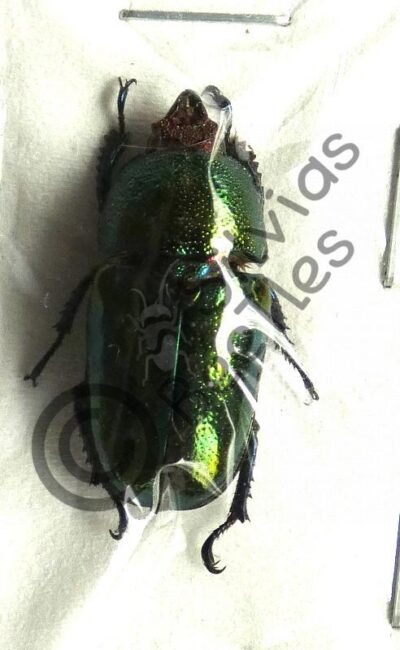 Lamprima adolphinae, ♀