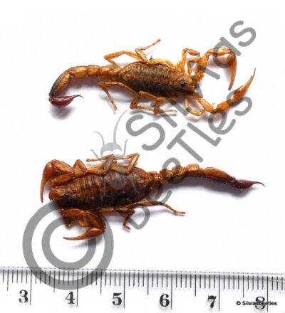 Skorpione sp.