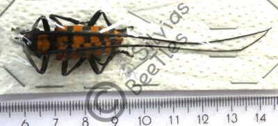Nemophas Grayi, ♂