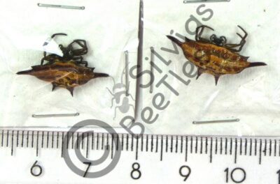 Gasteracantha sp.
