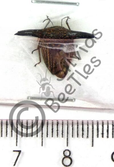 Membracidae sp.