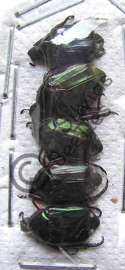 Rutelinae ssp.