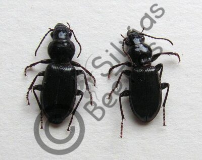 Carabidae ssp.