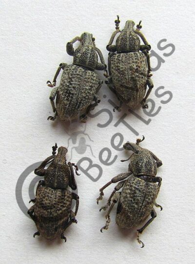 Curculionidae ssp.