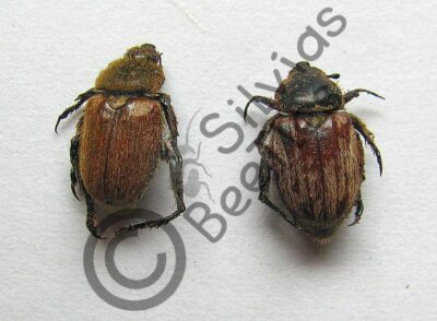 Rutelinae ssp.