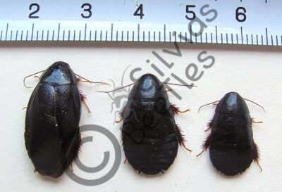 Pycnoscelus nigra