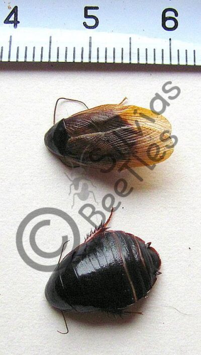 Pycnoscelus femapterus, ♂ ♀