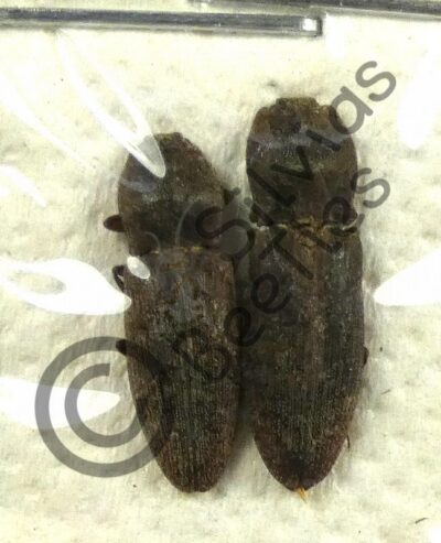 Elateridae ssp.