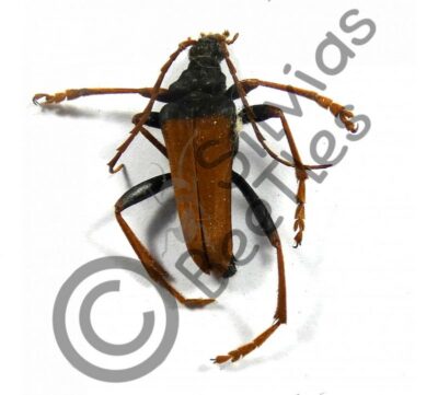 Mastododera nodicollis