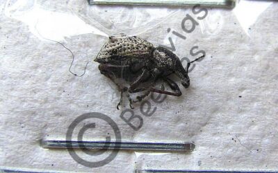 Curculionidae ssp.