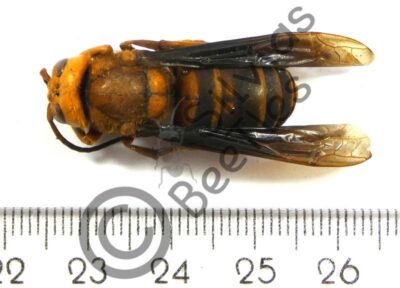 Vespa mandarinia