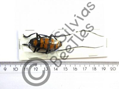 Nemophas Grayi, ♂