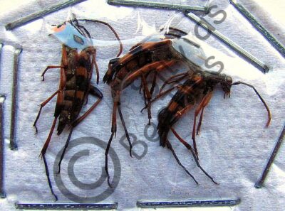 Cerambycidae ssp.