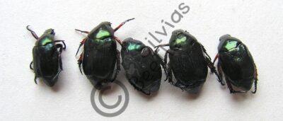 Rutelinae ssp.