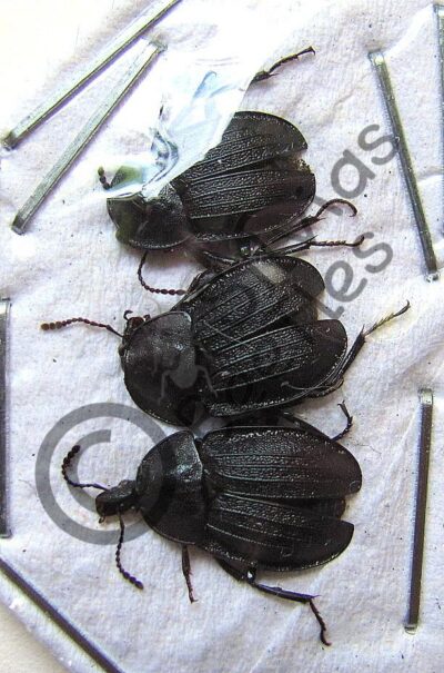 Silphidae ssp.