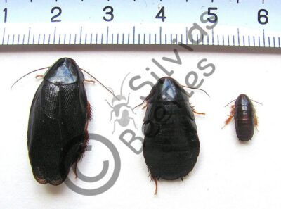 Pycnoscelus nigra