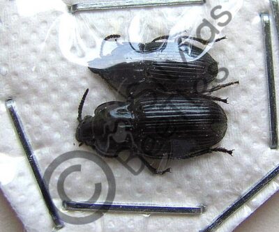 Carabidae ssp.
