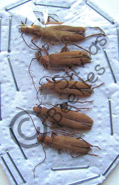 unidentified beetle