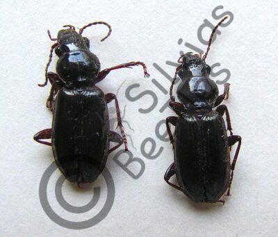 Carabidae ssp.