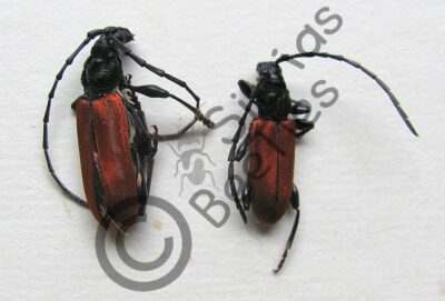 Cerambycidae ssp.