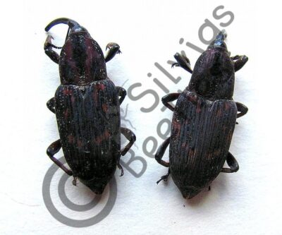 Curculionidae ssp.