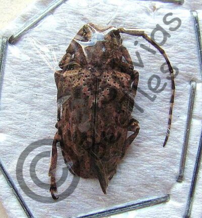 Cerambycidae ssp.