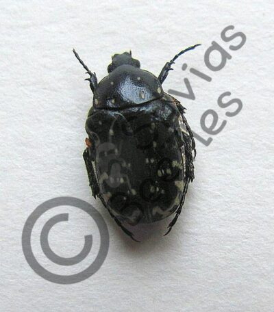 Cetoniinae ssp.