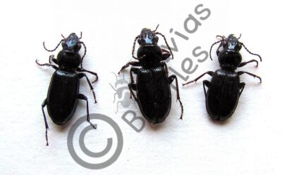 Carabidae ssp.