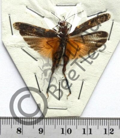 Orthoptera ssp.