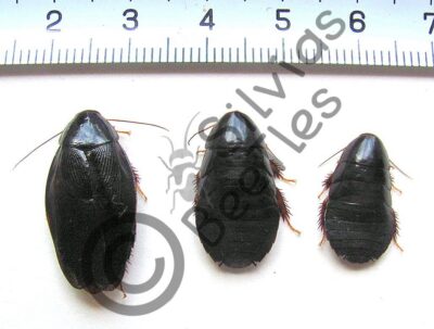 Pycnoscelus nigra