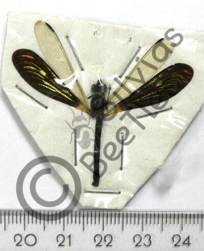 Rhinocypha anisoptera